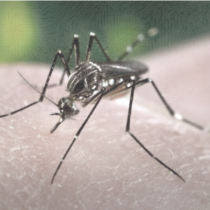 mosquito-borne fevers