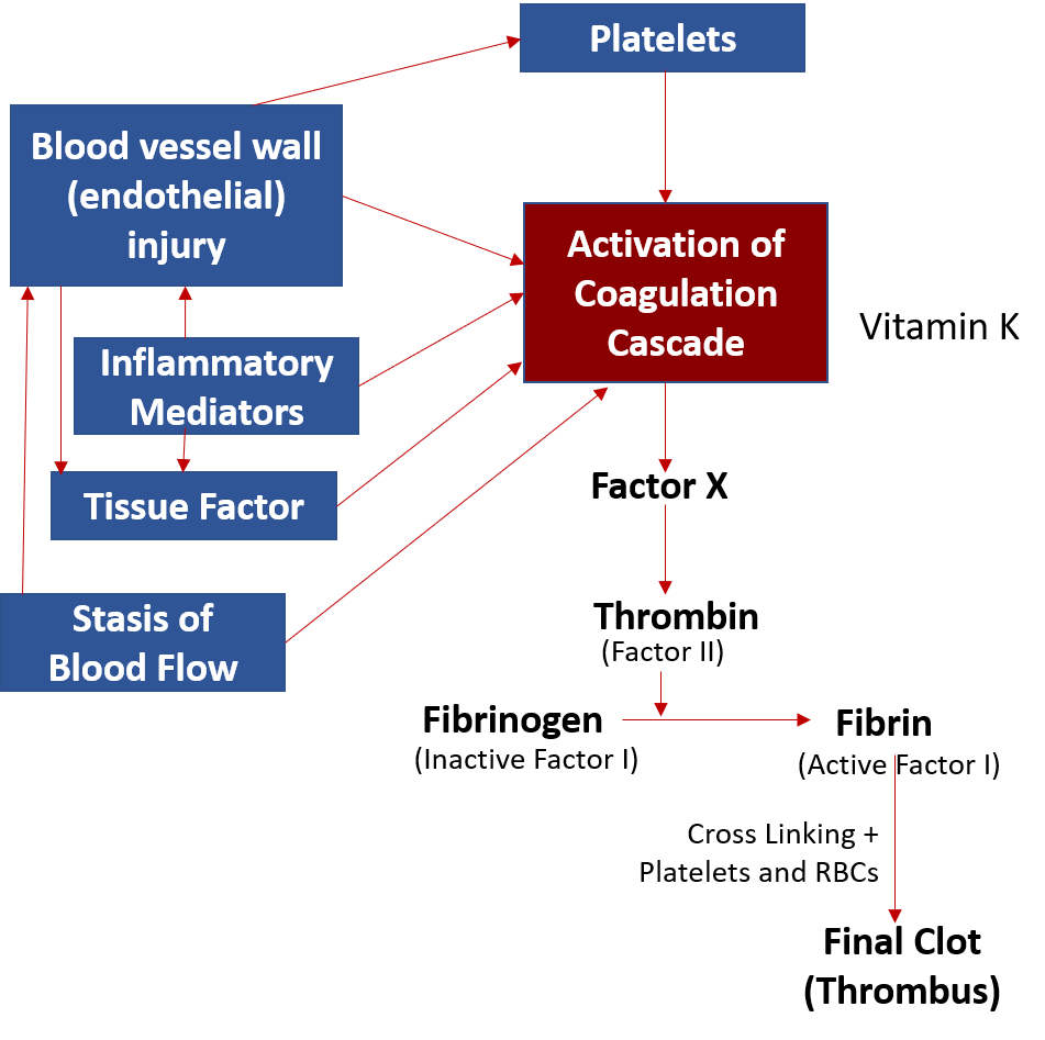 Clots in Blood Vessels Arterial and Venous Thrombosis